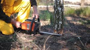 Reliable Moscow, ID  Tree Services Solutions